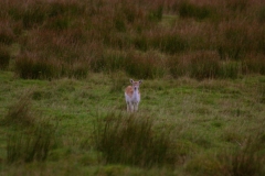 LymePark_0249