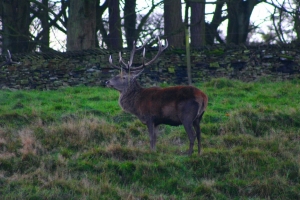 2009-11-07---Deer-Red---Fallow--Lyme-Park