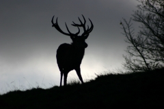 DeerDeer_0024