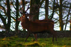 DeerDeer_0028