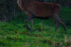 DeerDeer_0030