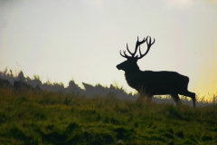 DeerDeer_0037