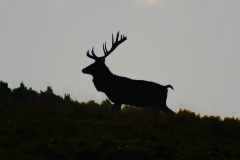 DeerDeer_0044