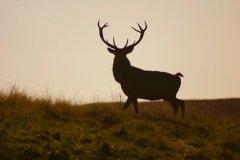 DeerDeer_0045