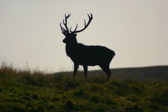 DeerDeer_0052