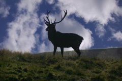 DeerDeer_0052a