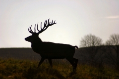 DeerDeer_0061