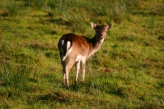 DeerDeer_0069