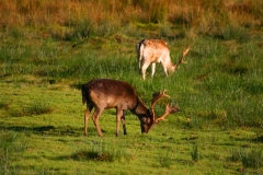 DeerDeer_0072