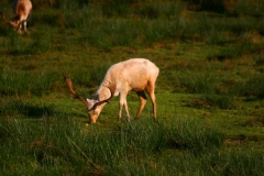 DeerDeer_0078