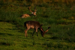 DeerDeer_0080