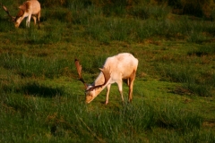 DeerDeer_0084