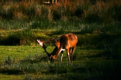 DeerDeer_0097