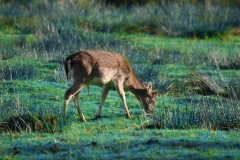 DeerDeer_0102a