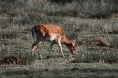 DeerDeer_0102b