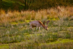 DeerDeer_0106