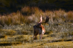 DeerDeer_0113