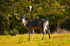 DeerDeer_0124