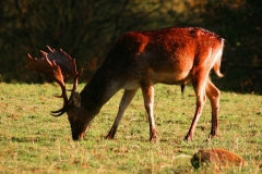 DeerDeer_0130