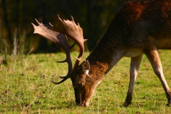 DeerDeer_0133