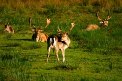 DeerDeer_0244