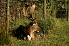 DeerDeer_0271