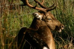 DeerDeer_0289