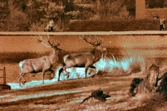 Ducks-Deer_0158