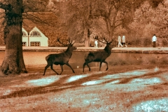 Ducks-Deer_0161