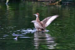 MartinMere2_0009