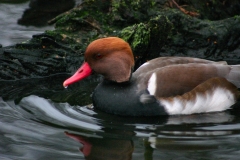 MartinMere2_0016