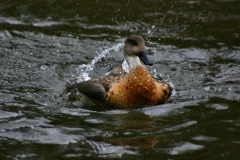 MartinMere2_0041