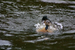 MartinMere2_0043