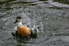 MartinMere2_0058