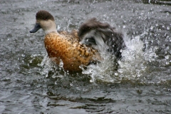 MartinMere2_0083