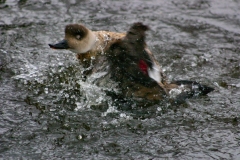 MartinMere2_0101