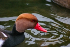 MartinMere2_0174