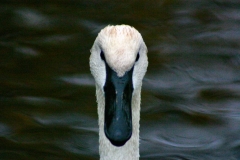 MartinMere2_0269