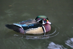 MartinMere2_0302