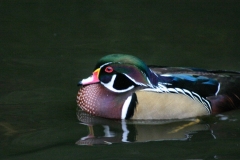 MartinMere2_0308