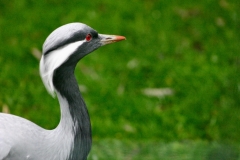 MartinMere2_0327