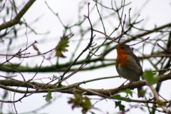 MartinMere2_0426