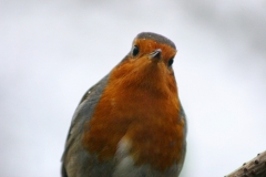 MartinMere2_0453