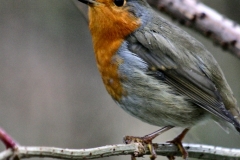 MartinMere2_0509