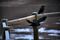 Snowy_Lyme_Park0105