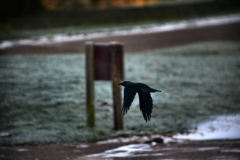 Snowy_Lyme_Park0117