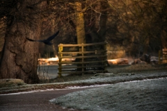 Snowy_Lyme_Park0121