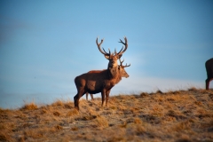 Snowy_Lyme_Park0135