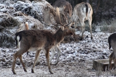 Snowy_Lyme_Park0287