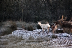 Snowy_Lyme_Park0302